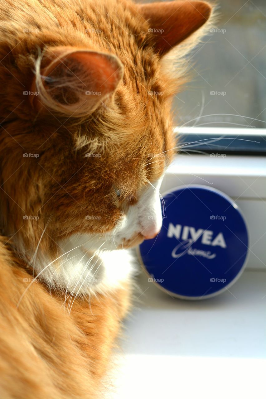 cat nivea room