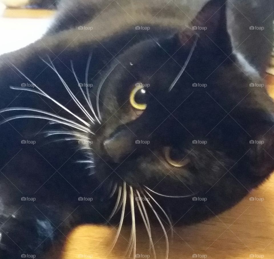 Steve the cat. this is one of my grandson's cats, Steve. He doesn't like having his picture taken.