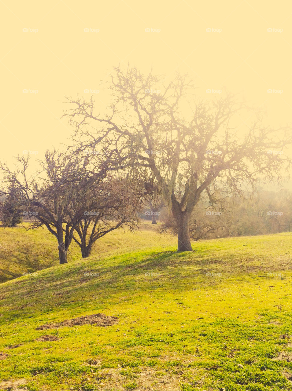 Rolling California hills.