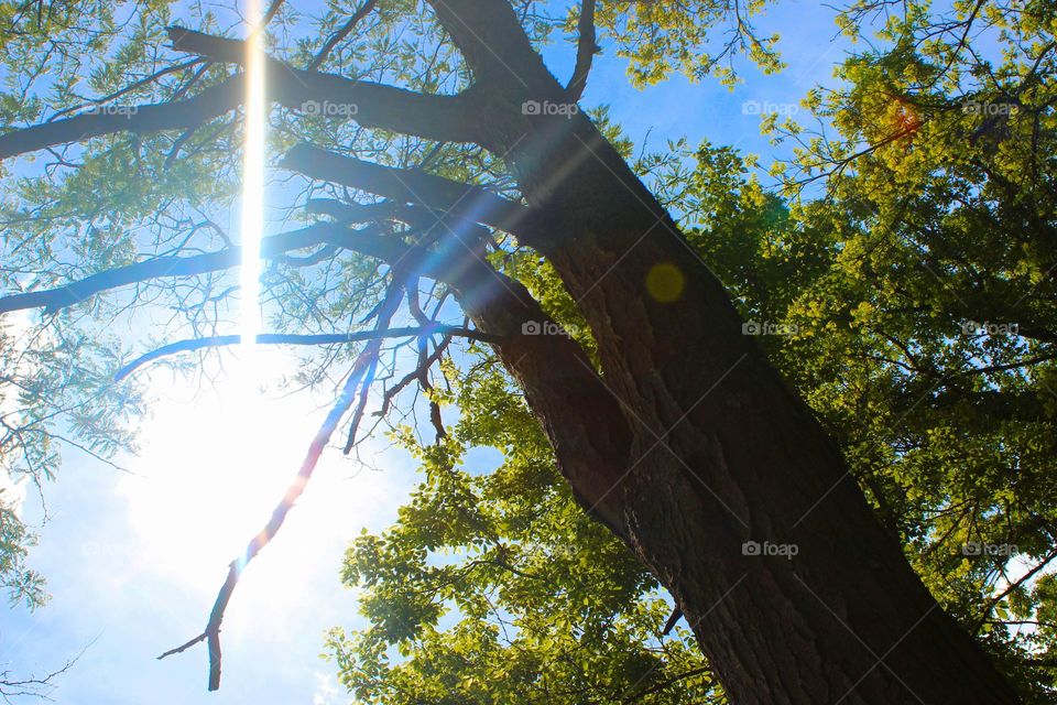 Sunlit Tree. Beautiful Tree under The Sun