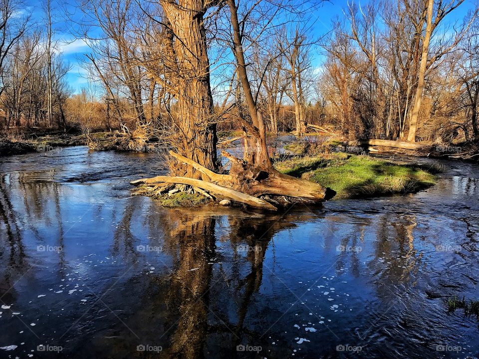 Ellicott creek