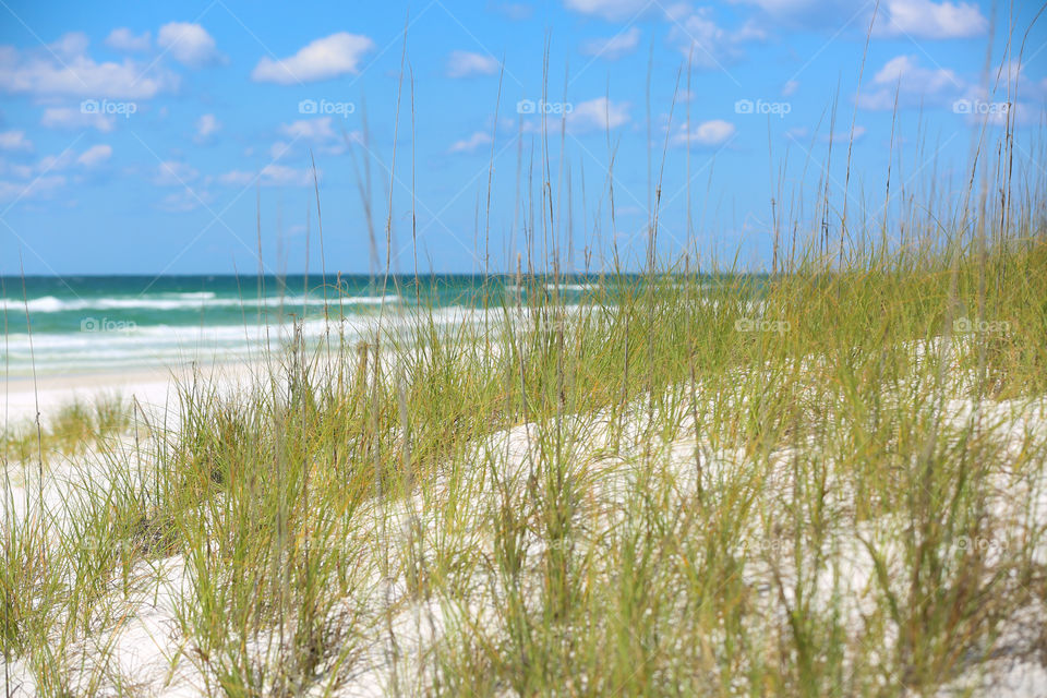 Dunes on the Beach