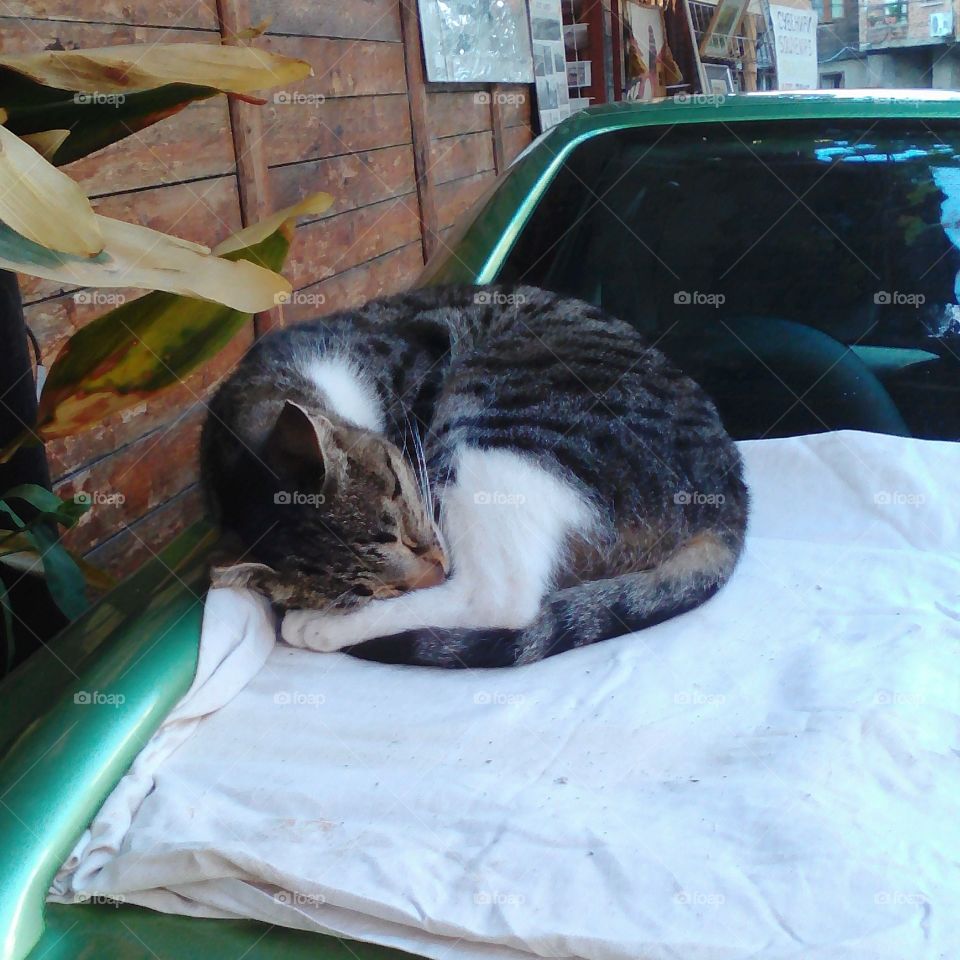 Sleeping cat on the car