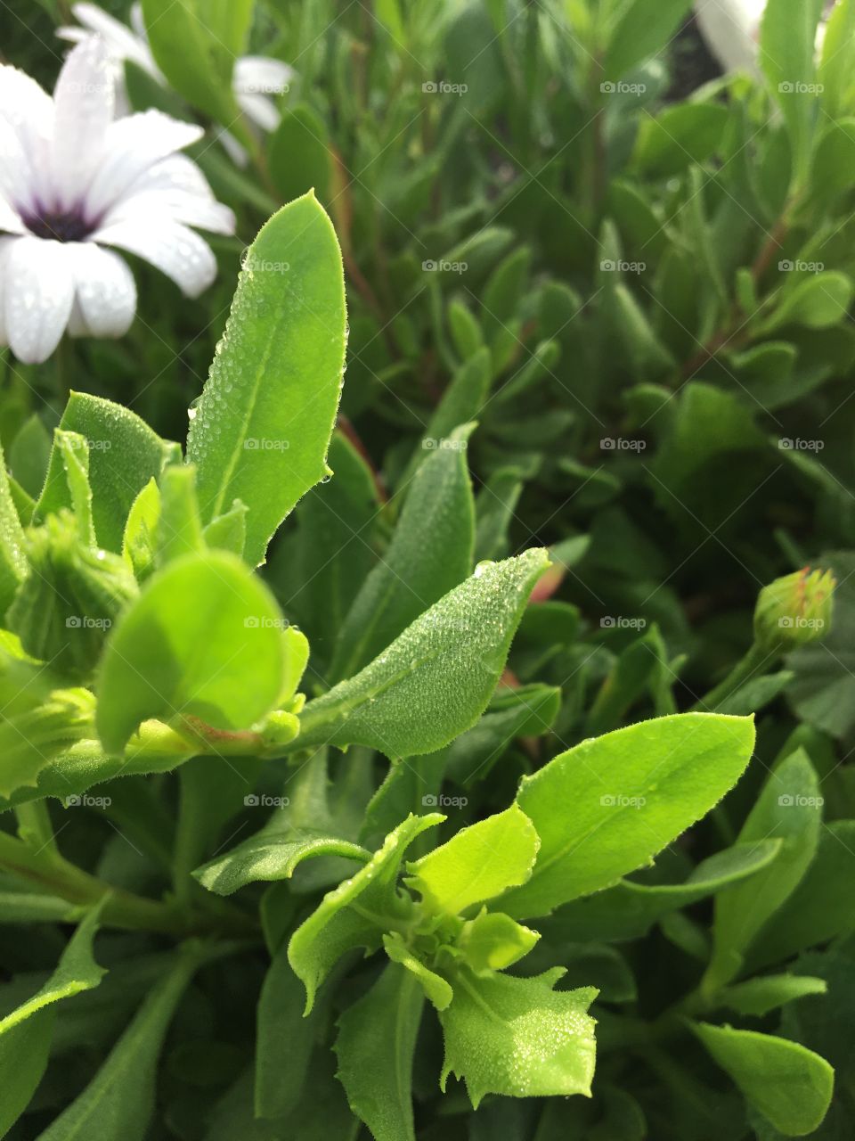 Morning dew on leaves