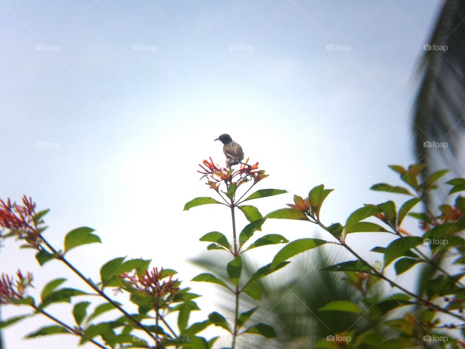 Humming bird at the edge