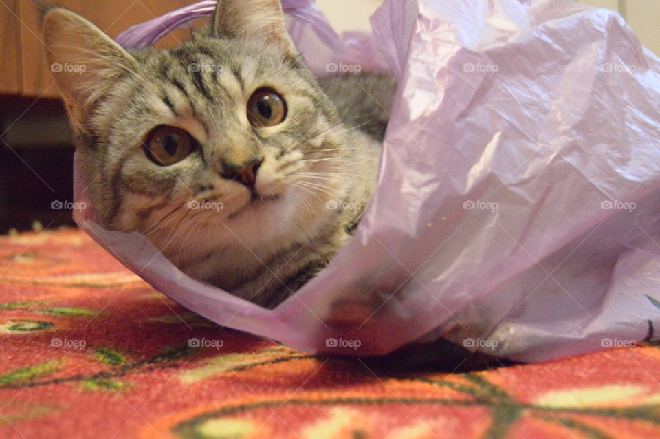 The Cat in the bag