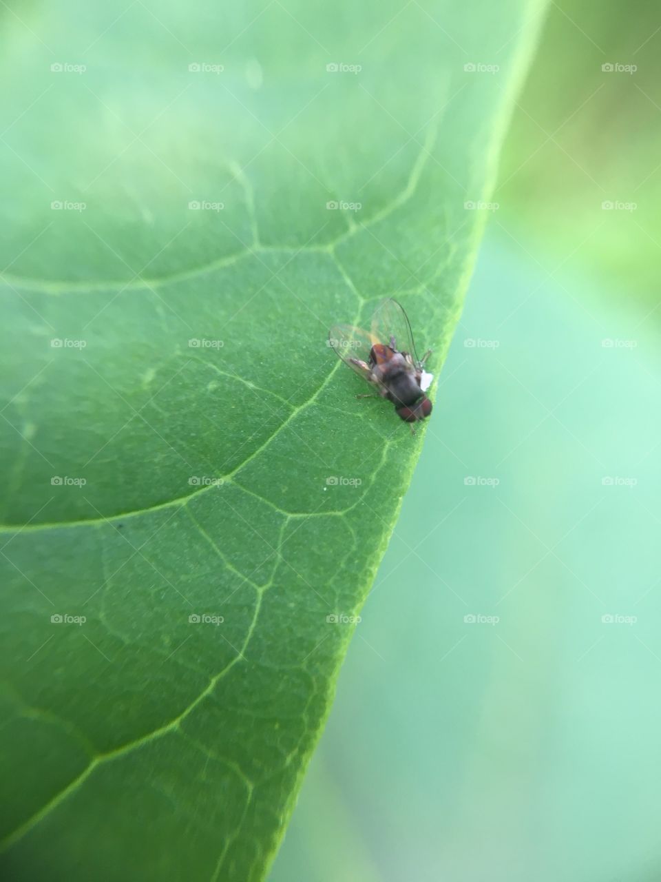 Tiny scintillating fly