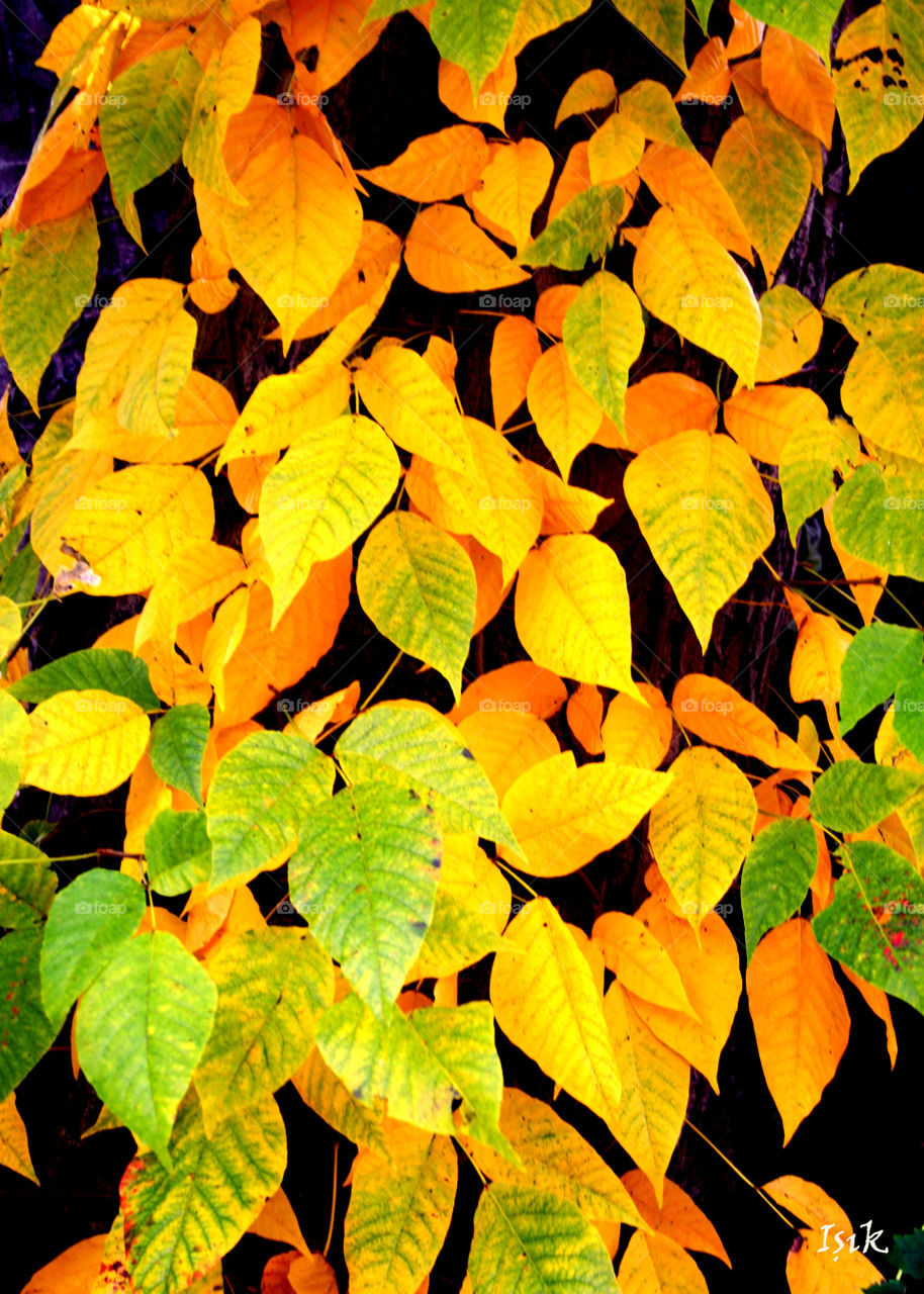 leaves of fall