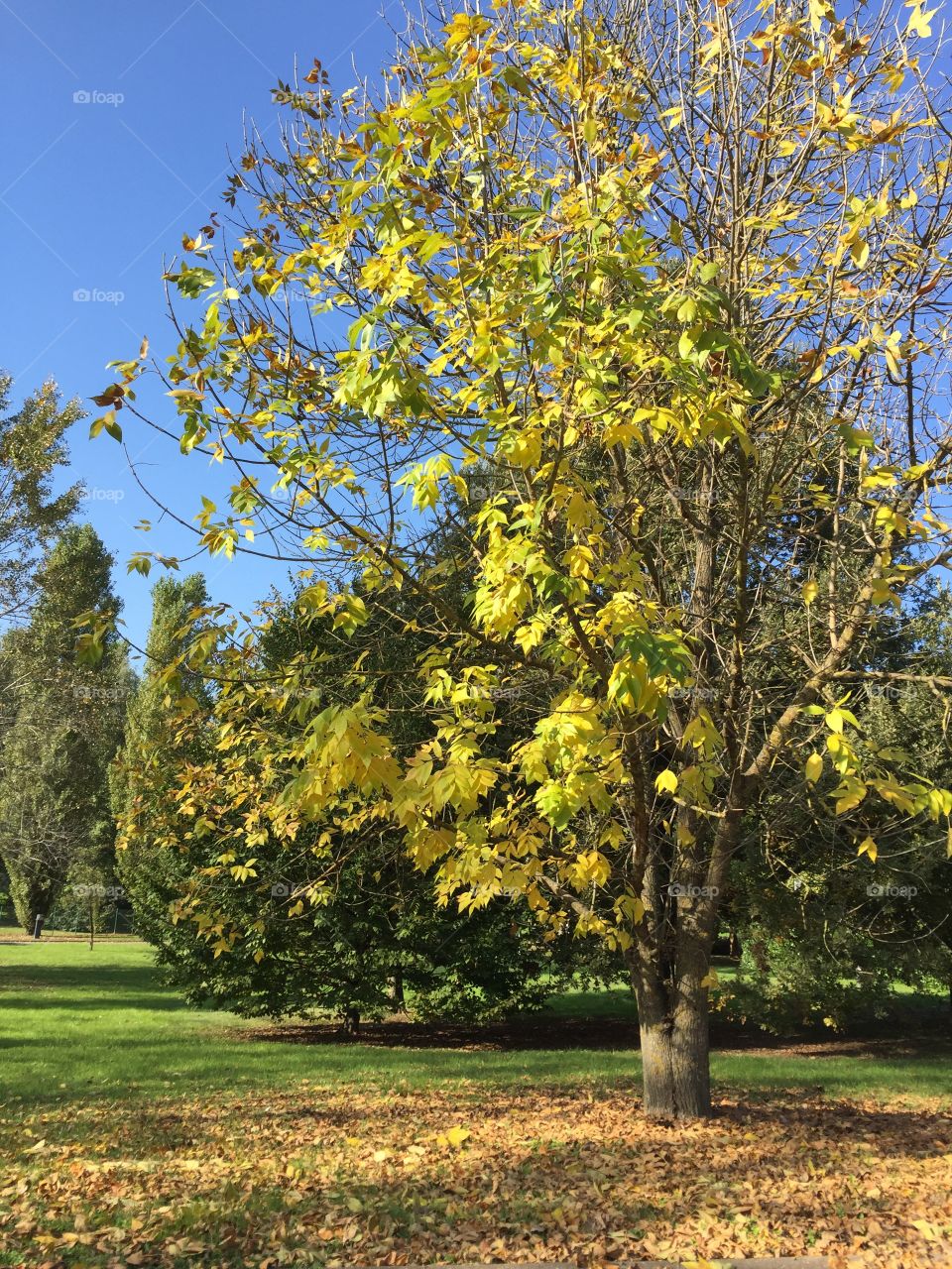 View of trees in autumn