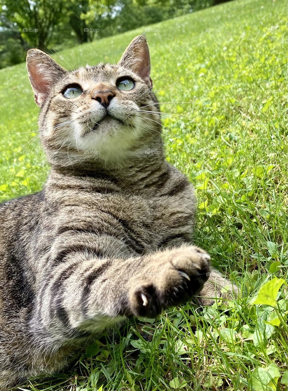 Gray tabby cat looking up while lying in the grass