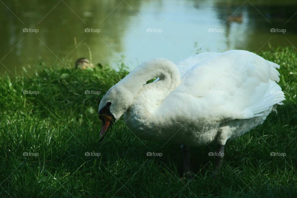 Swan eating grass by the pond