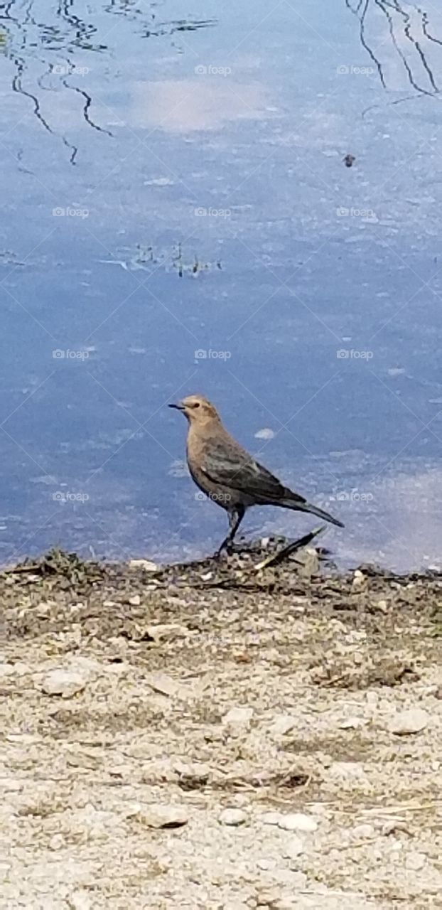 Bird on Lake.