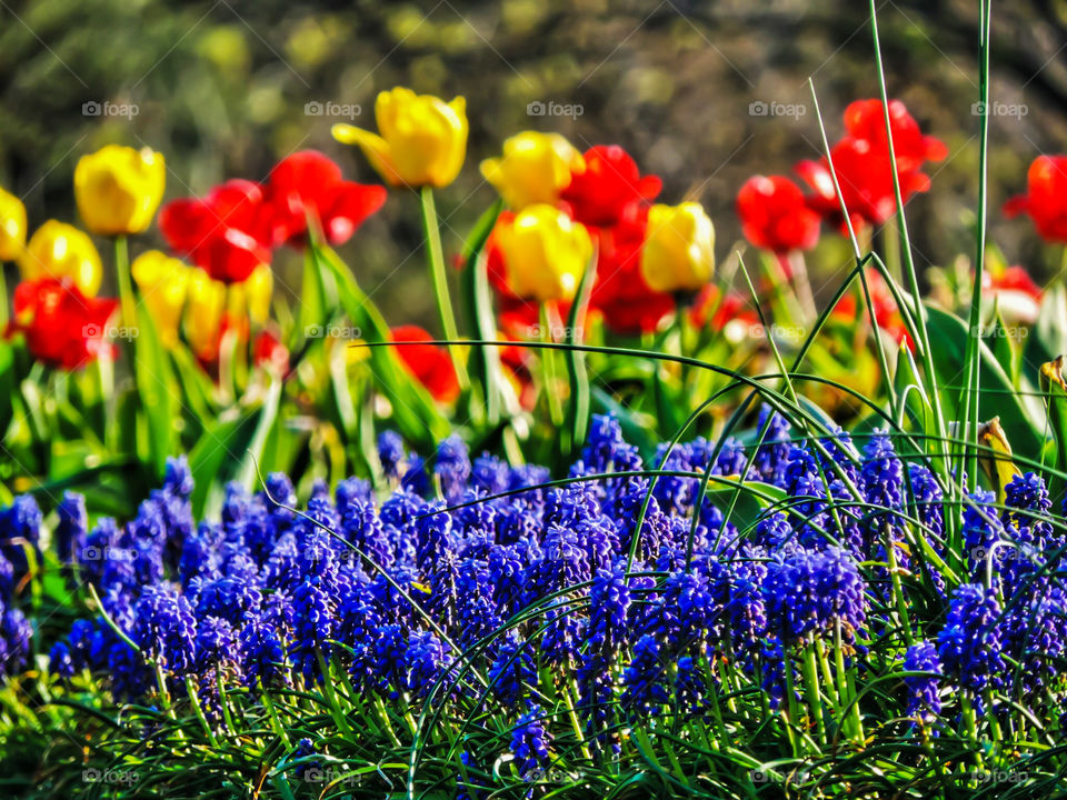 May Flowers