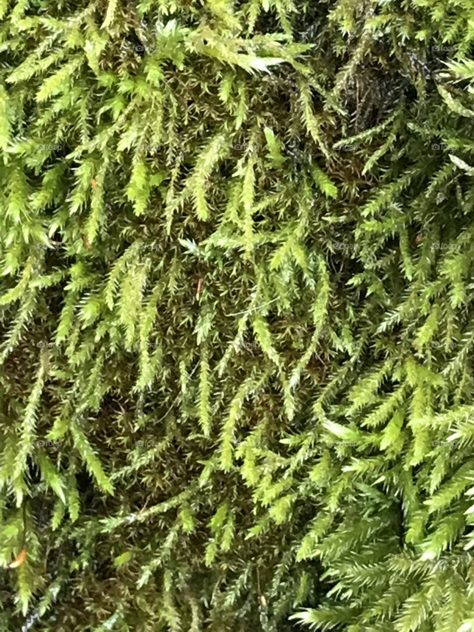 Close up of some moss growing on a stone