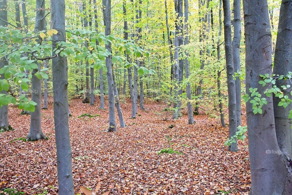 autumn tree in the park