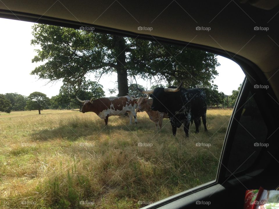 Driving by some Texas Longhorns and stopped to take a pic