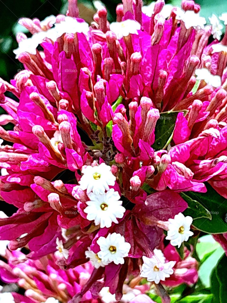 the bright pink colours flare out of pink and white flowers under the summer sun one evening.