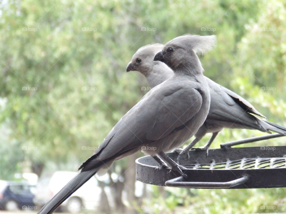 Two gray birds