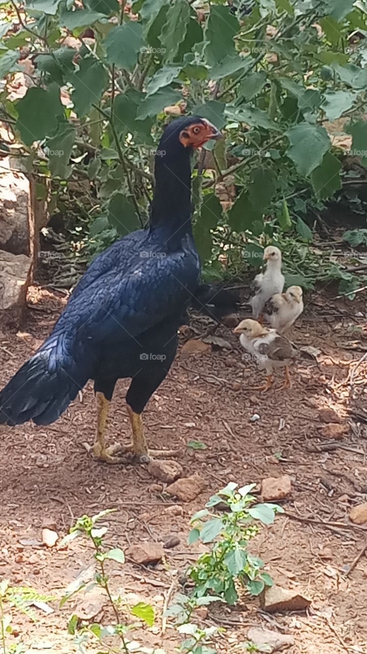 This is very nice click