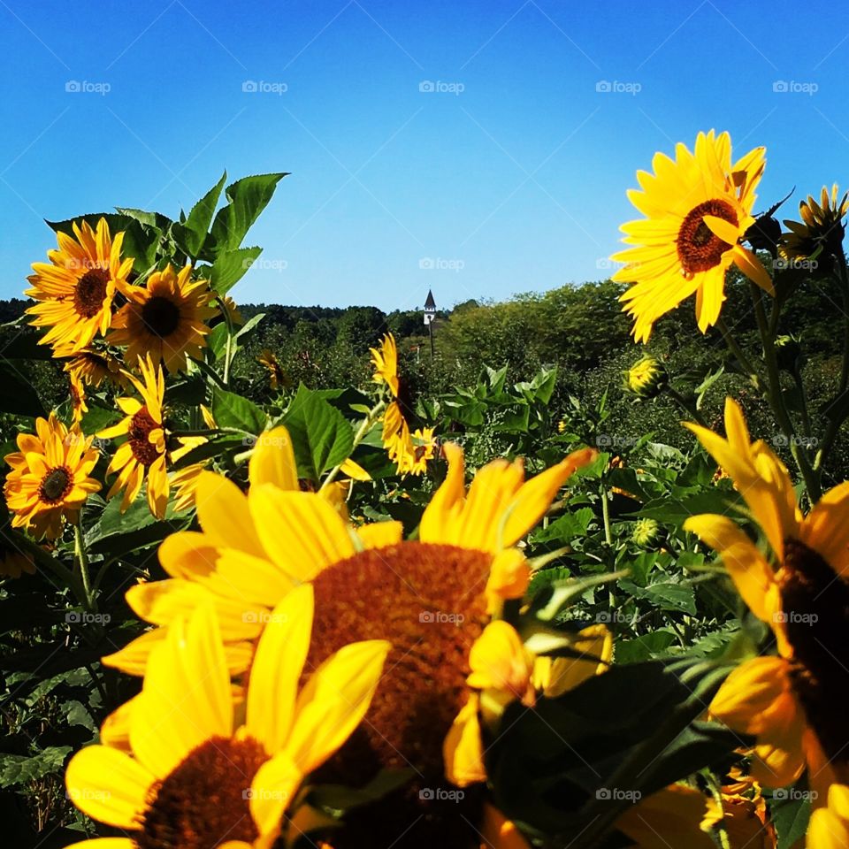 Sunflower 