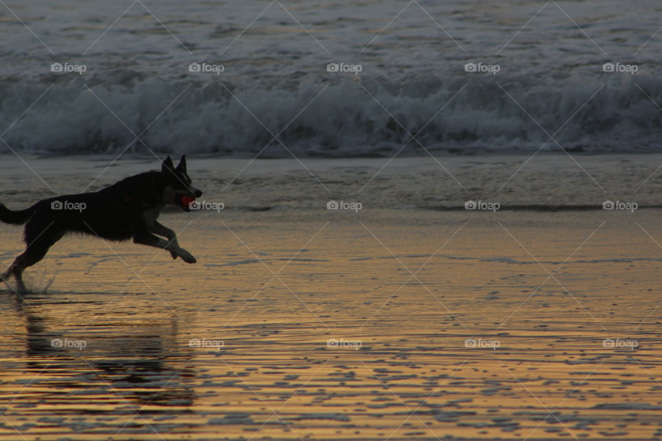Dog playing on the beach. . Dog playing oceanside in Oregon. 