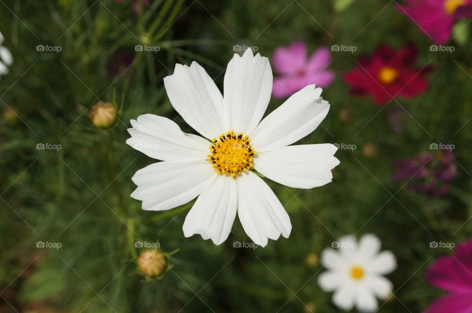 Cosmos Flower