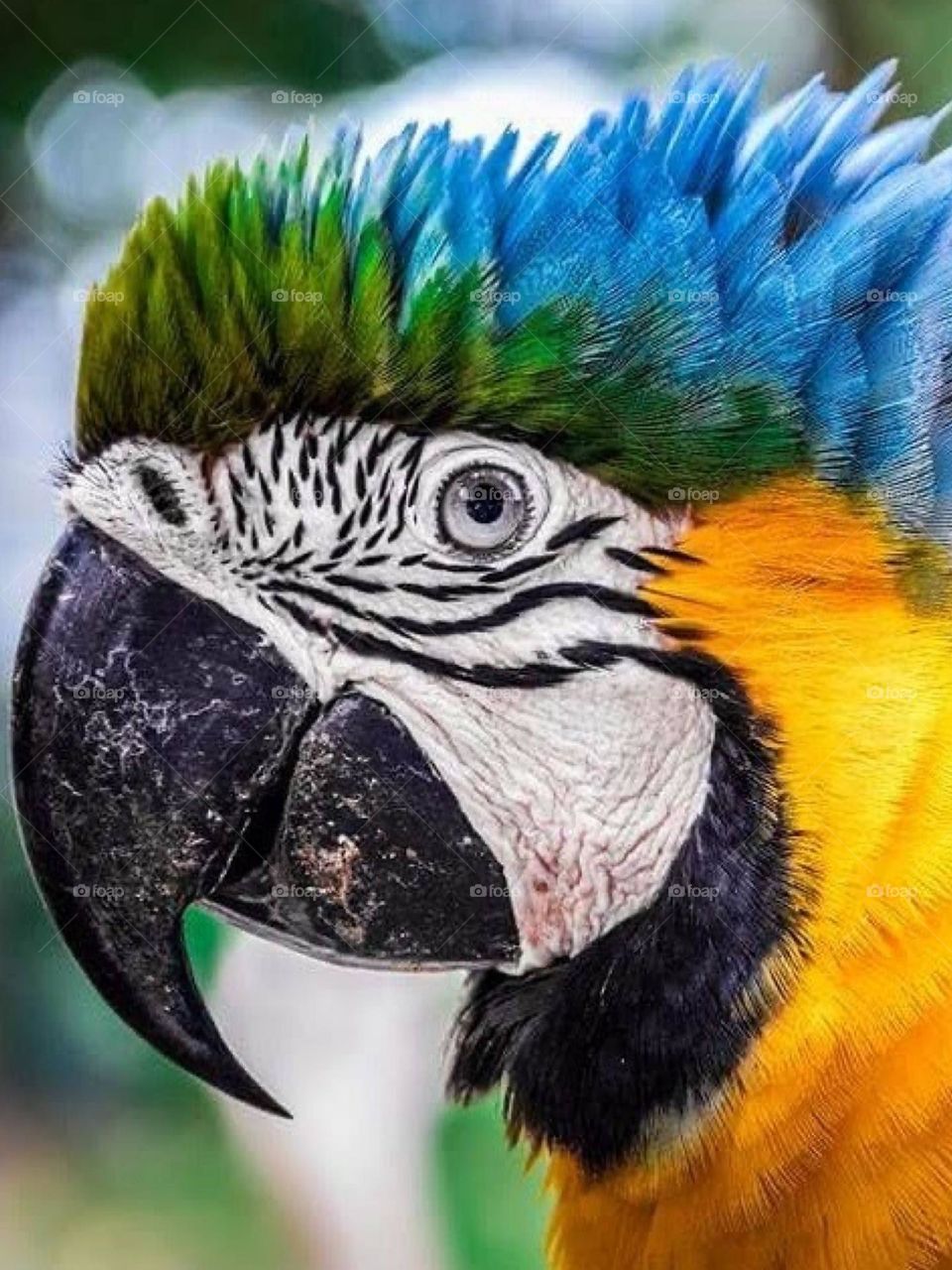 Brasilian Macaw 