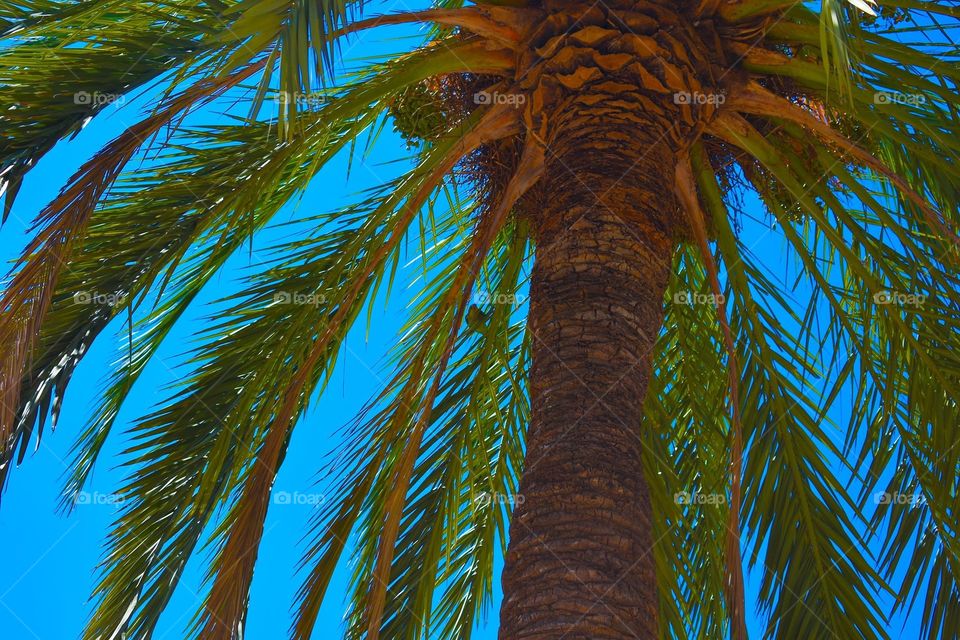 Palm 