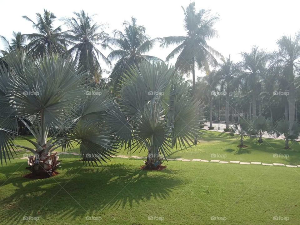 palms