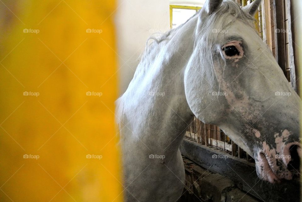 white animal horse beautiful by tediiliescu