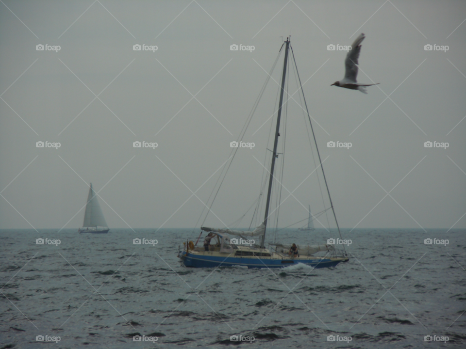water sea windy seagull by MagnusPm