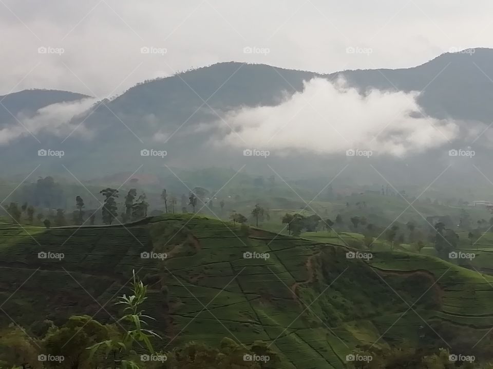 Misty mountains been embedded by the clouds # surrounded by a Tea estates