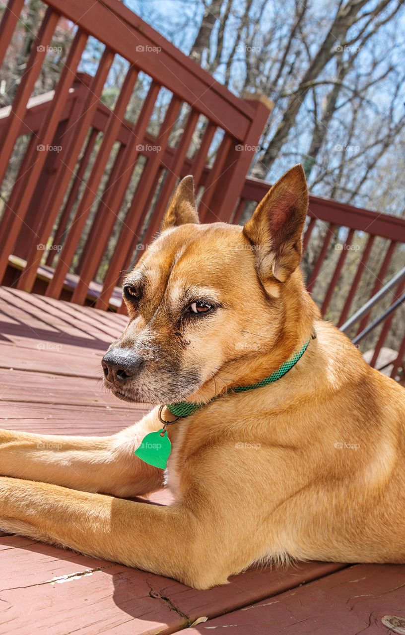 Dog lying down on a deck on a beautiful sunny day