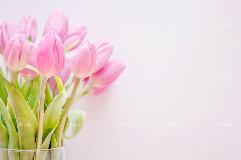 Blooming Pink Tulips