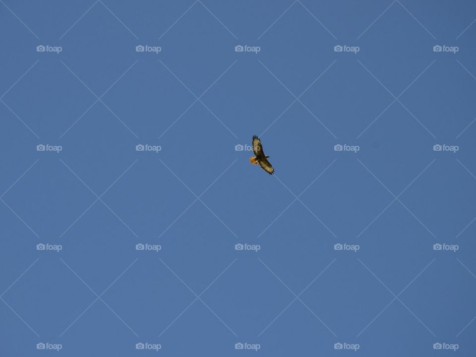 nice view on the Russian eagle