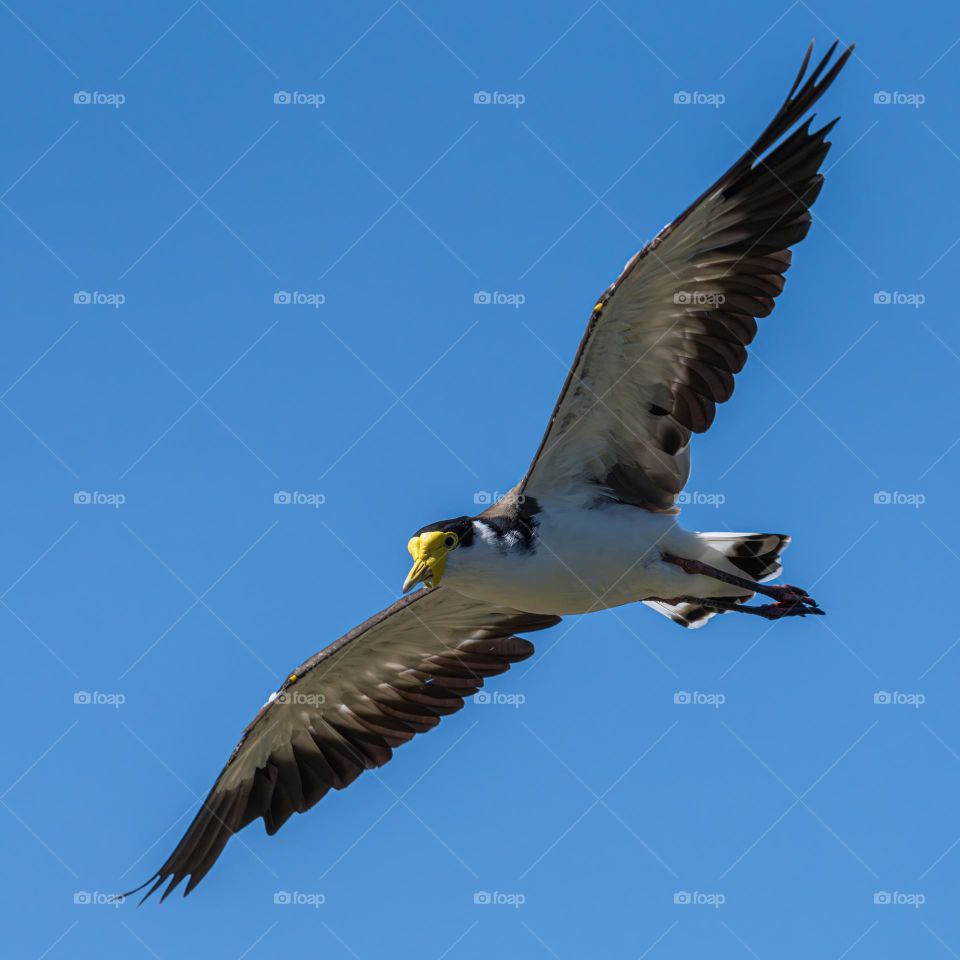 Masked lapwing in flight