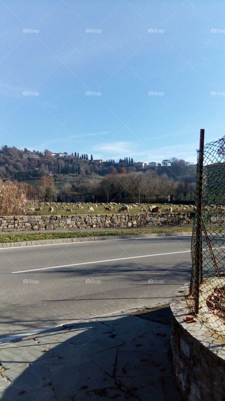Transhumance in Bergamo's landa, Italy