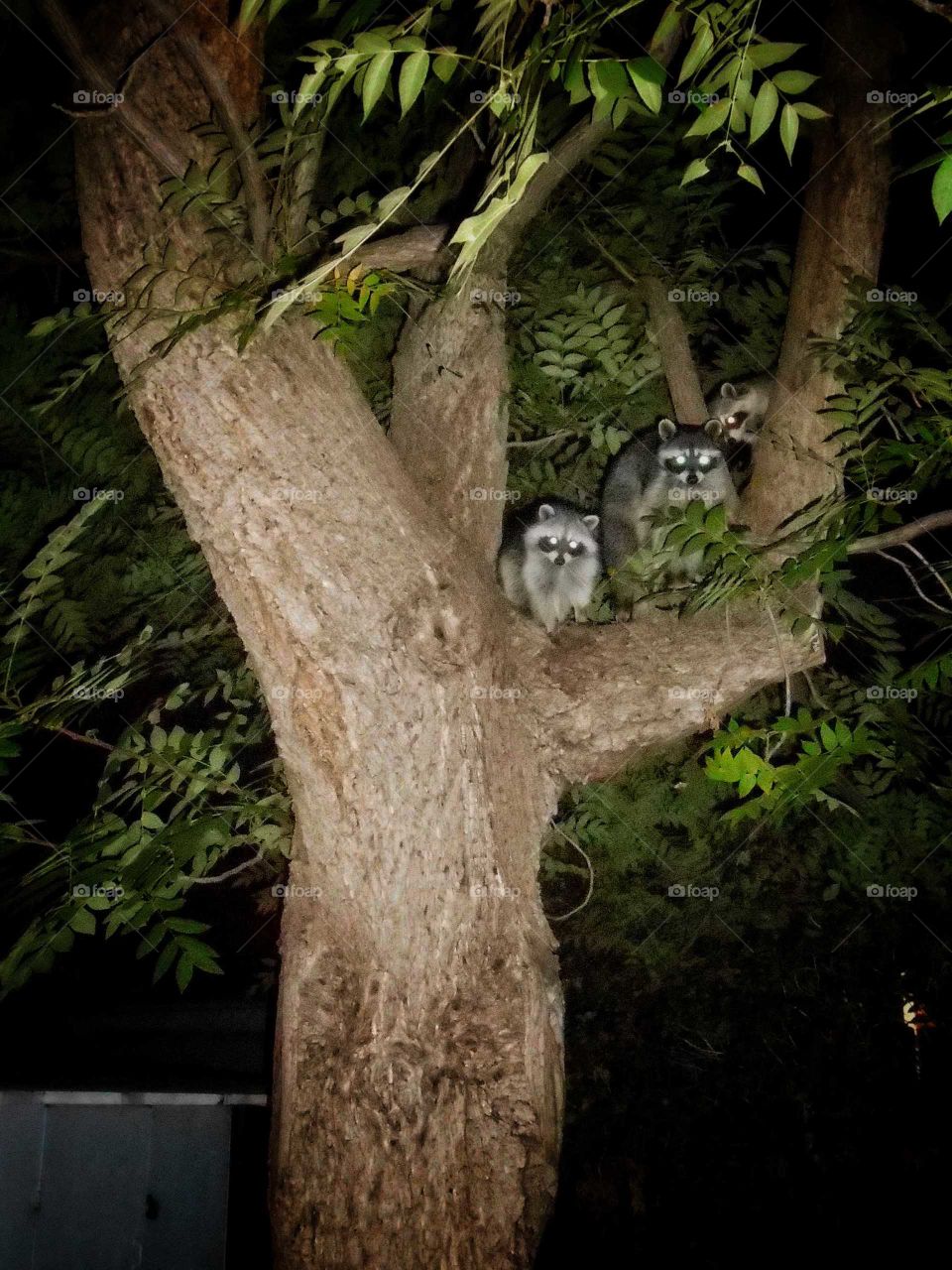 Watching me watching them. Mama Racoon and her babies safe in the walnut tree.