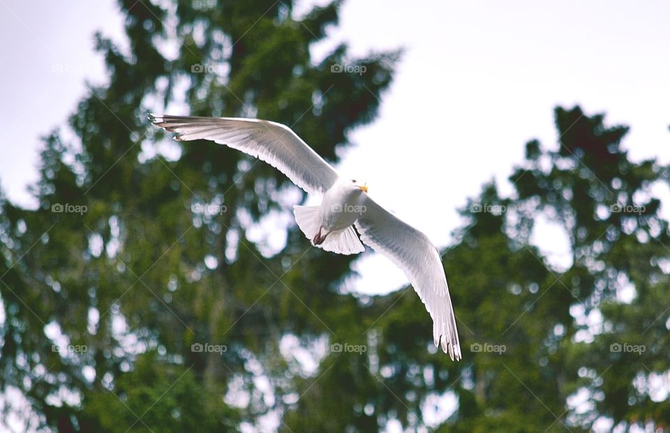 Seagull. Beautiful seagull in the sky