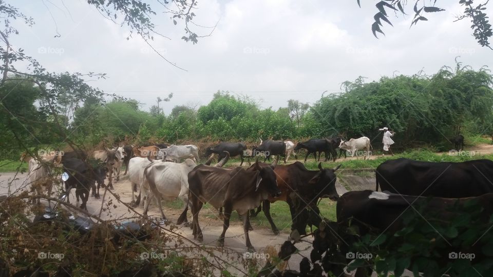 cow India culture