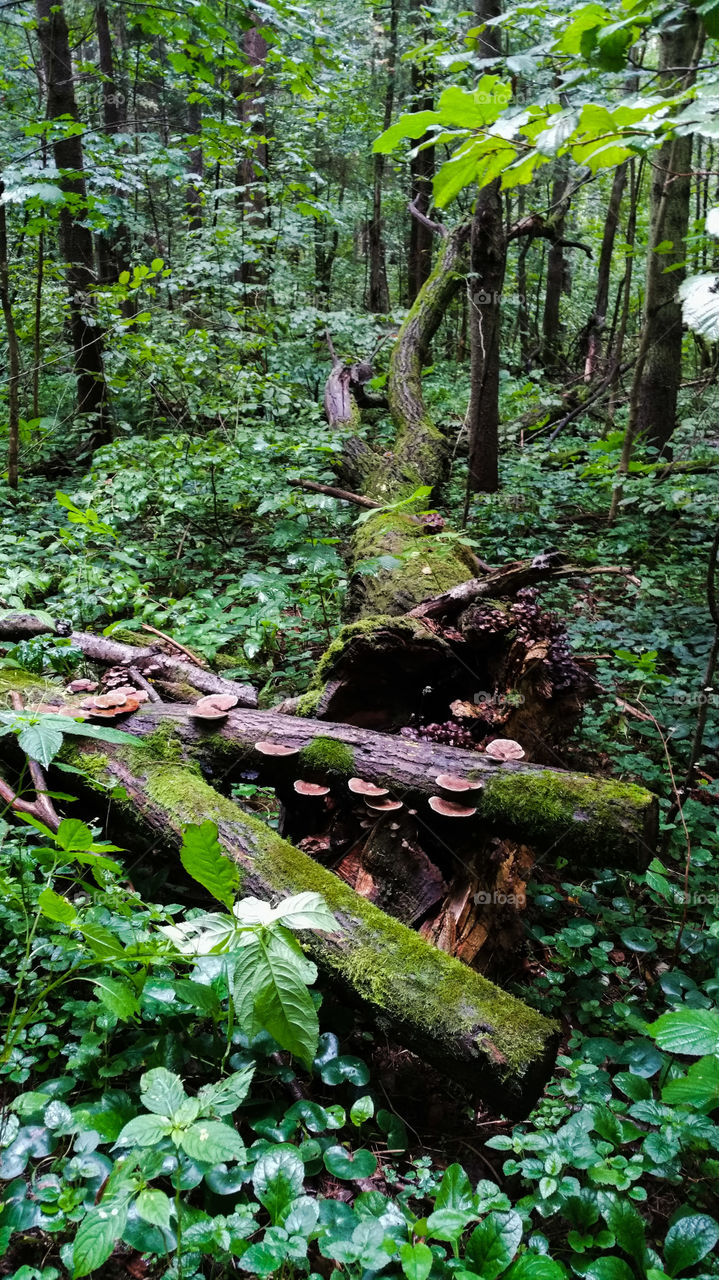 Moss, fungi, fallen trees in the woods