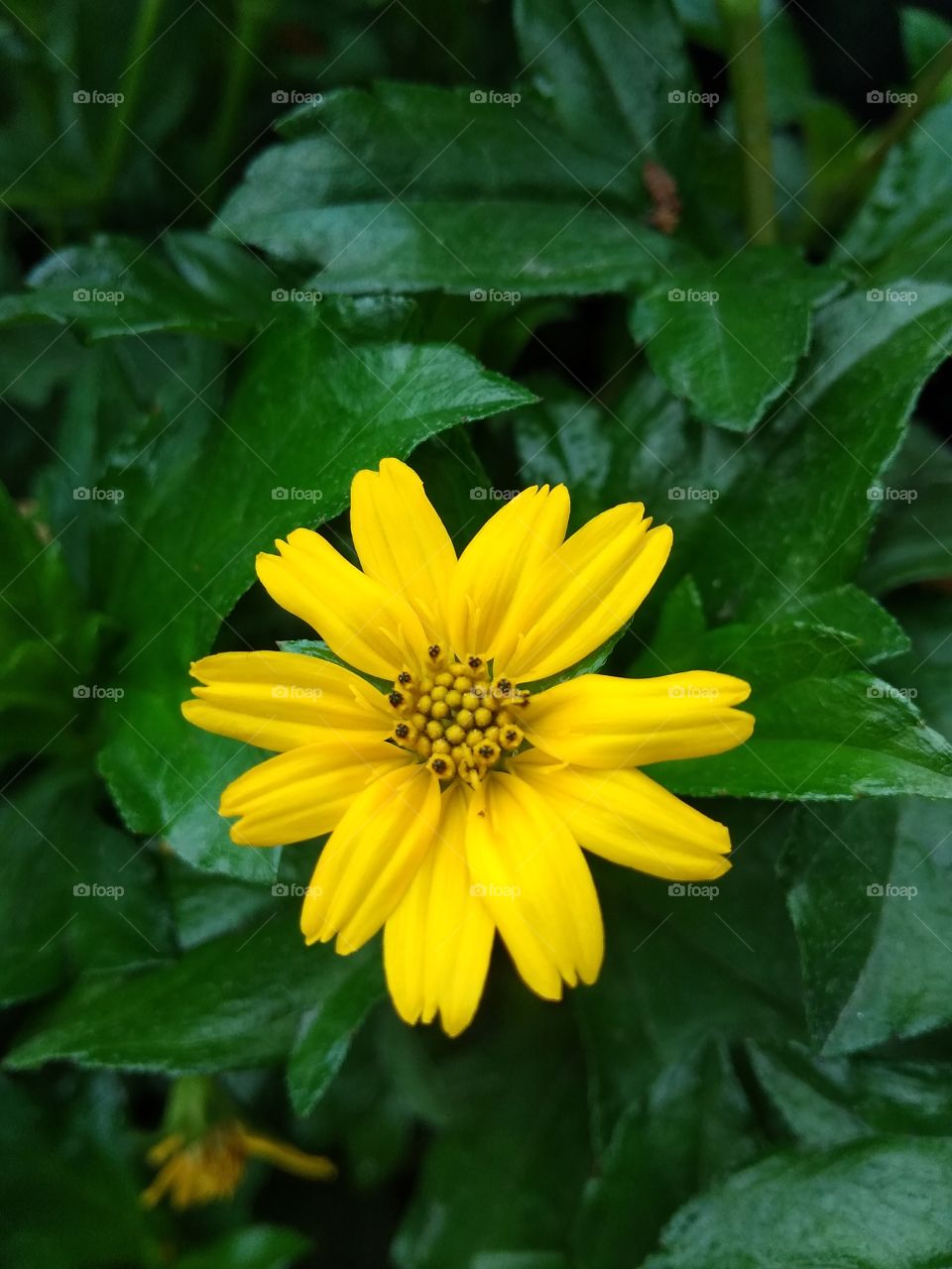 beautiful flower in garden