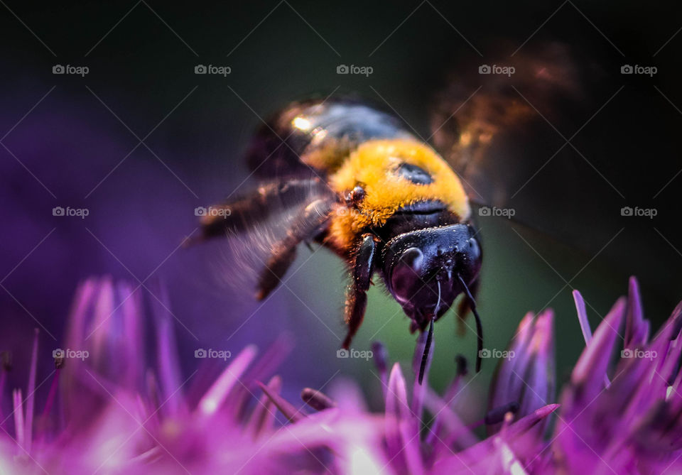 Pollinator's work