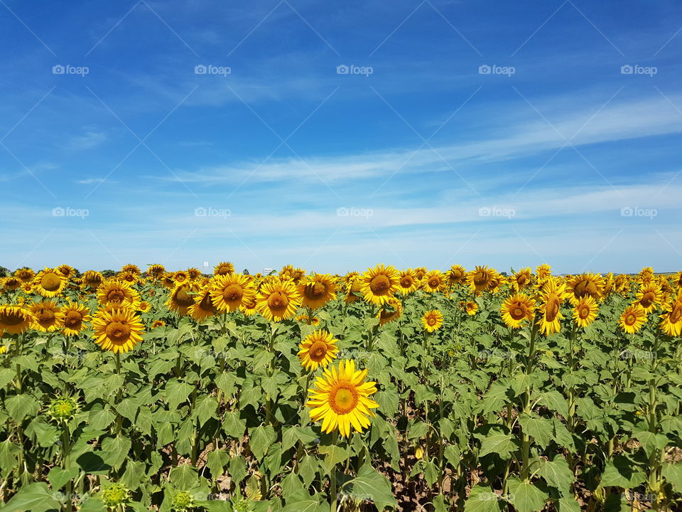 Sunflower and blue sky