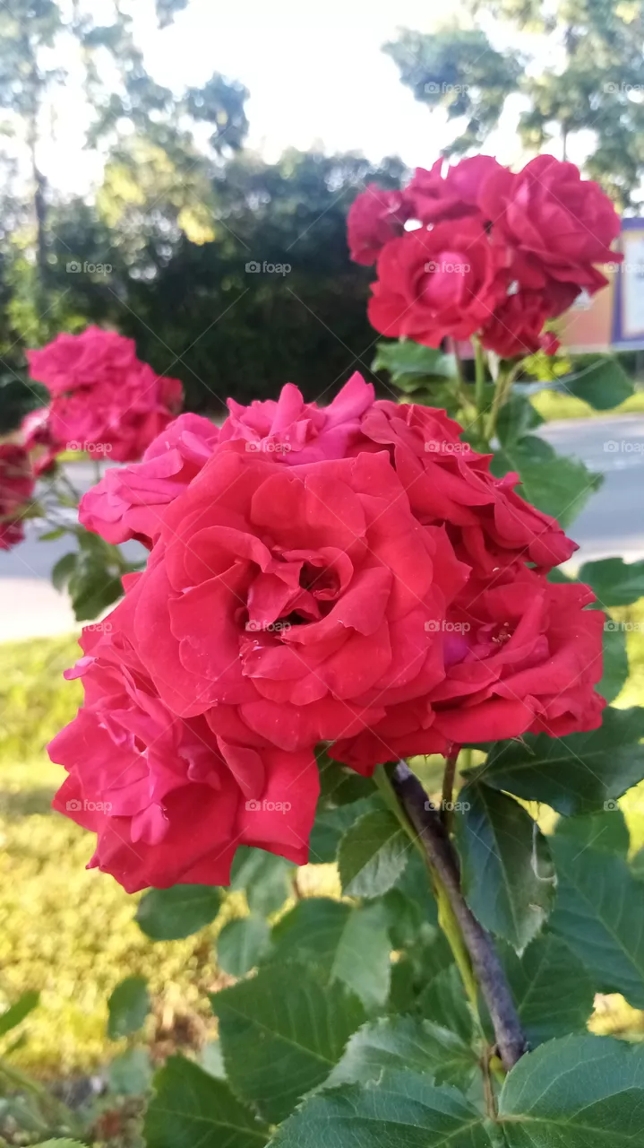 Rosen