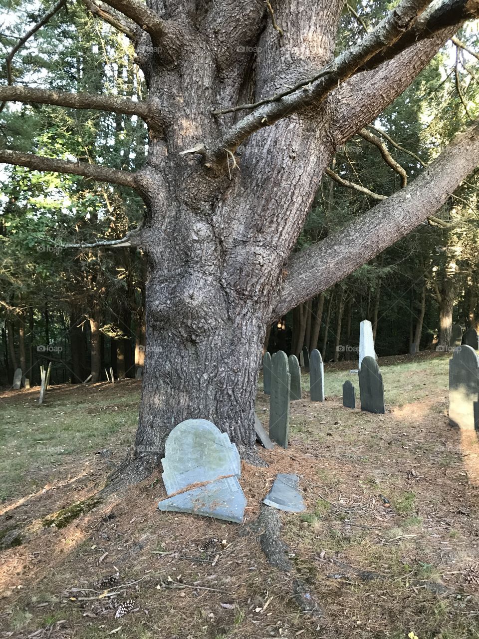 Gravestone at the base of a tree