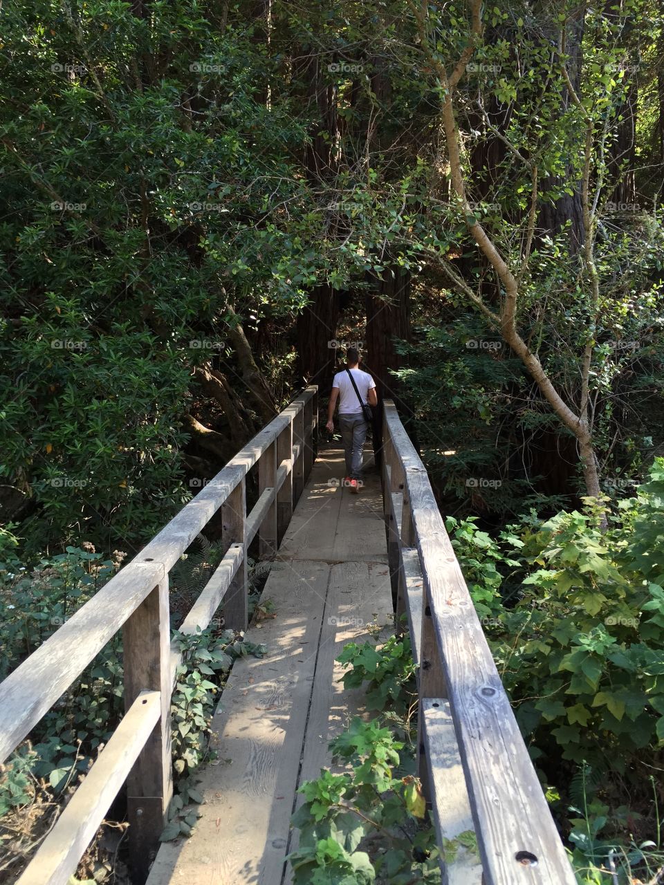 Man walks on a Wooden Bridge in the forest