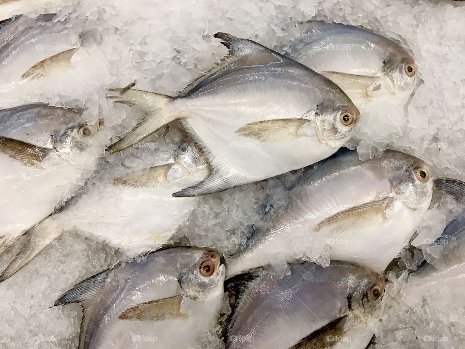 Frozen fishs ,market