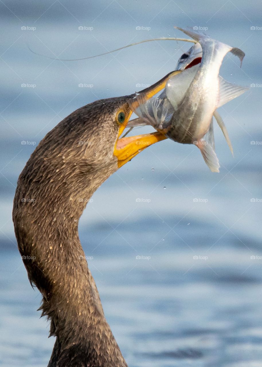 Biguá, ave comum nos rios do Pantanal se alimentando de um bagre