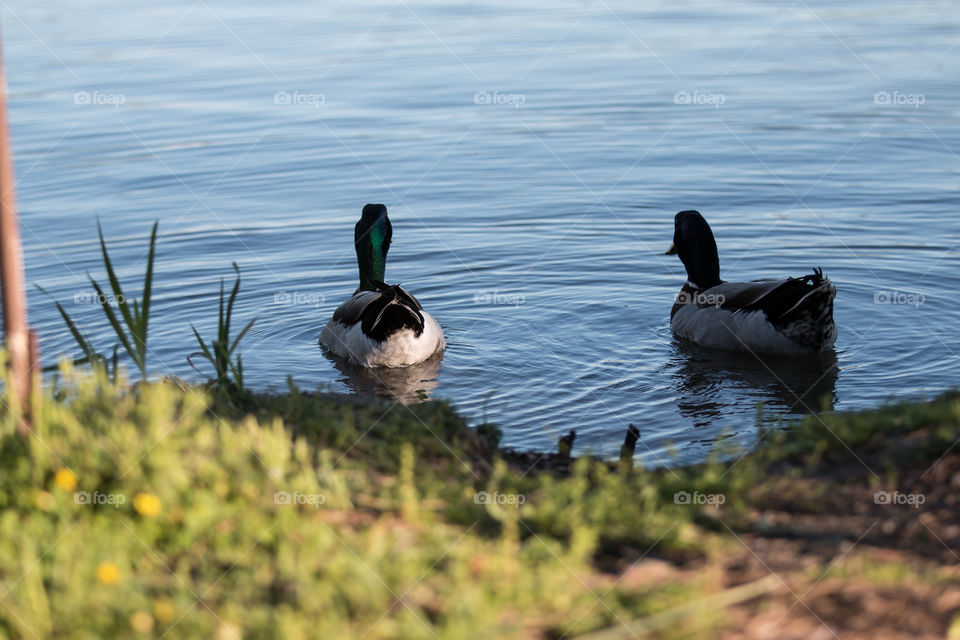 Duck, Bird, Lake, Waterfowl, Water